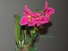 Lc. Hsin Buu Lady Red Beauty
